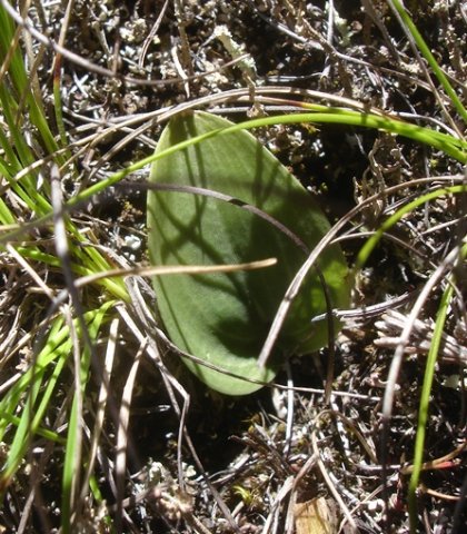 Eriospermum cooperi